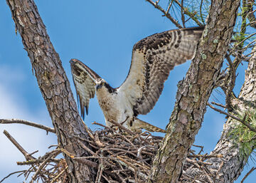 As the osprey flies